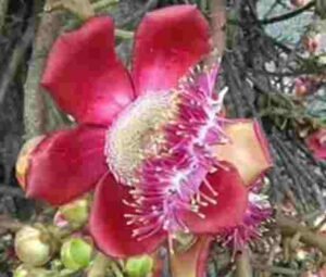 Mesua Ferria Flower (Nag Kesar Flower)