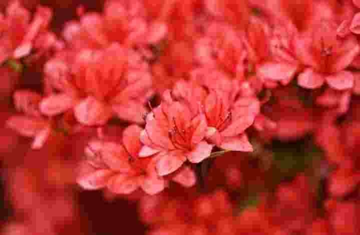 Rhododendron Flower