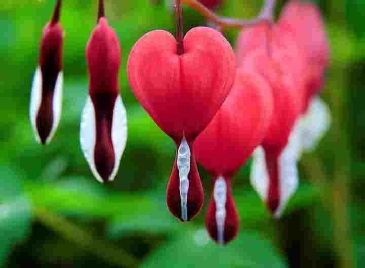 Bleeding Heart Flower