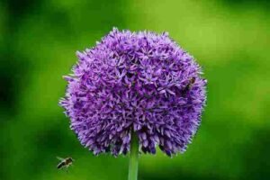 Allium Flower