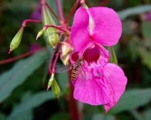 Balsam Flower (Gul Mehandi Flower)