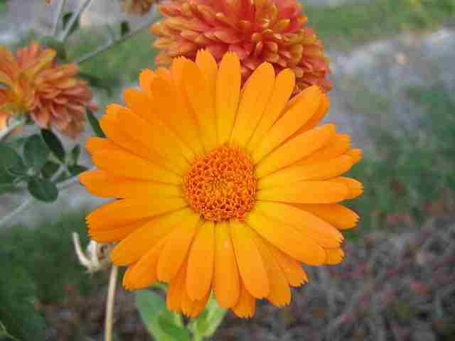 Pot Marigold Flower (Gule Asharfi Flower)