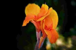 Canna Flower (Devkali Flower)