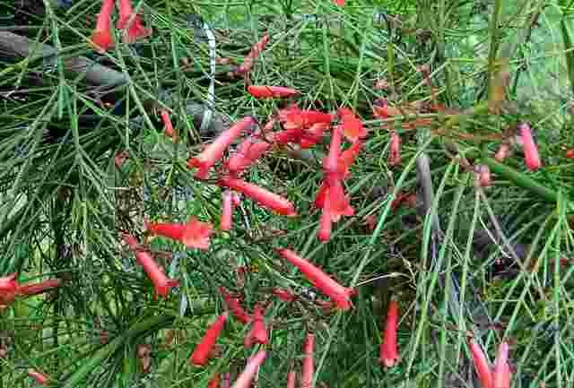 Firecracker Flower