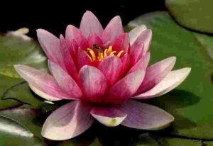 Lotus Flower (Kamal ka Phool)
