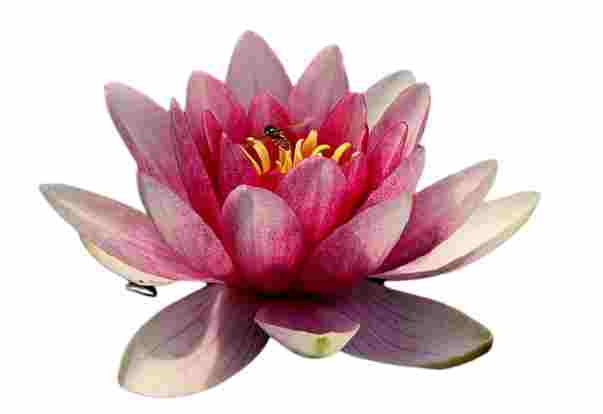 Lotus flower