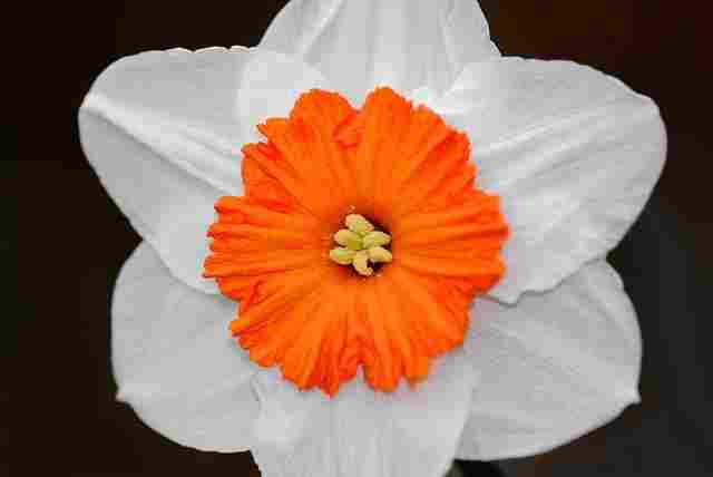 daffodil flower (Nargis Flower)