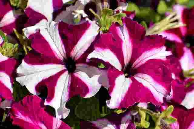 Petunia Flower