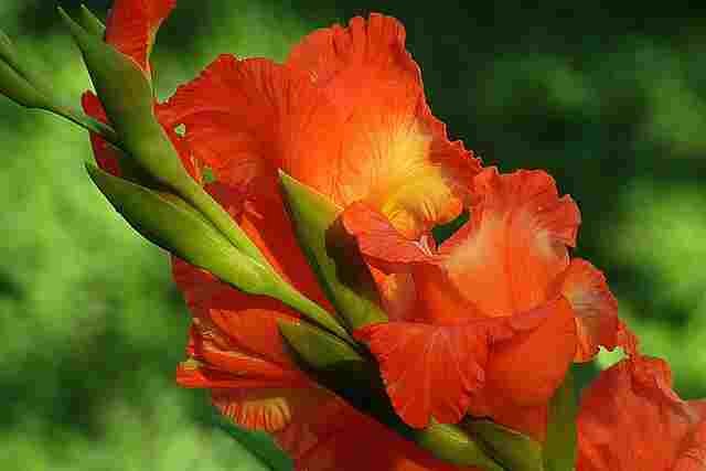 ल ल र ग क 31 फ ल क न म और प र ज नक र 31 Red Flowers Name With Full Information