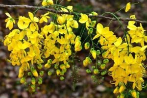 Golden shower flower