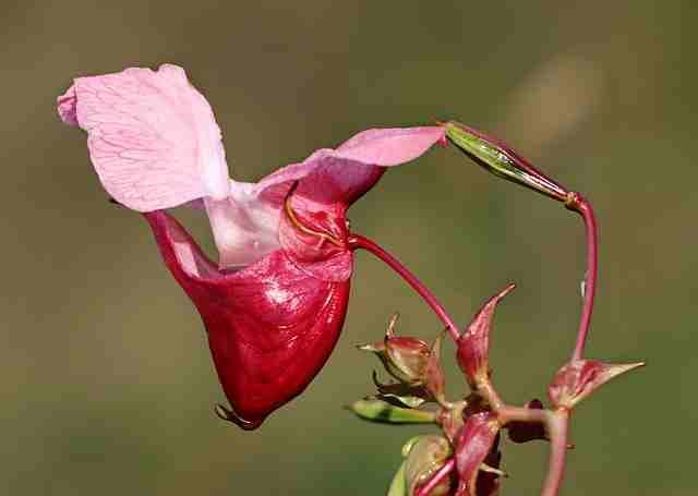 Impatiens Flower