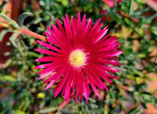 Ice Plant Flower