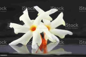 Night Jasmine flower (Harsingar Flower)