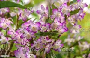 Fox Tail Orchid Flower (Draupadi Mala Flower)