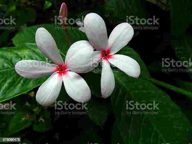Srilankan Tagar Flower