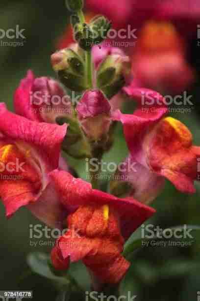 Snap Dragon Flower