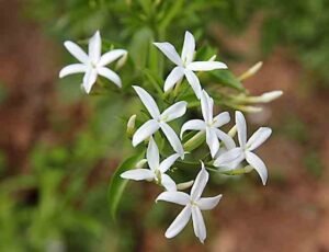 Arabian Jasmine flower (Mogra Flower)