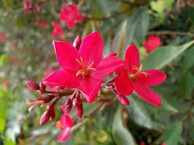 Jatropha Flower