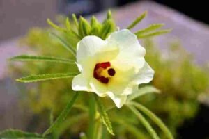 Lady Finger Flower