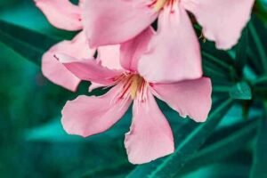 oleander flower