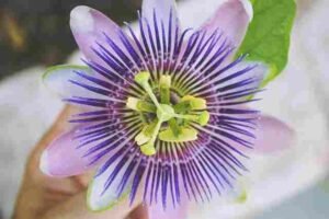 Purple Passion Flower (Jhumka Lata Flower)