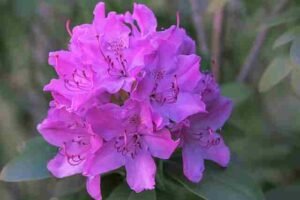 Rhododendron Flower (Burunsh Flower)