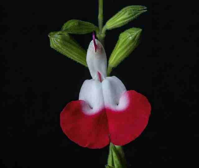 Salvia Flower