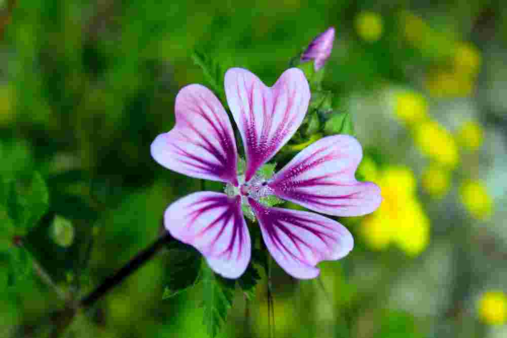 Morning glowry flower (Mahima phool)