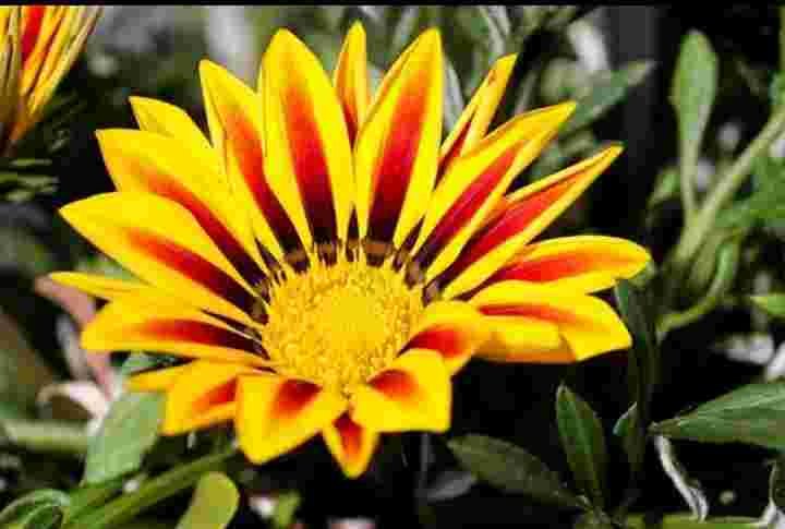 गज़ानिया फूल  (Gazania Flower)