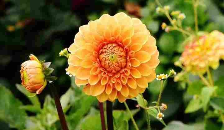 डहलिया (Dahlia)