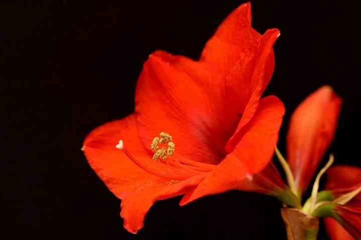 Amaryllis Flower 