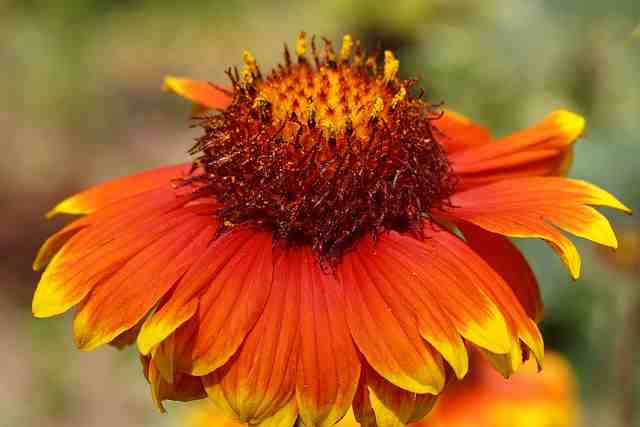 Blanket Flower 