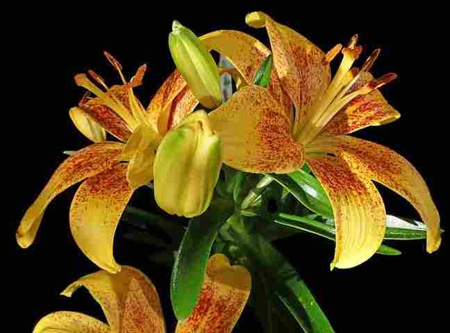 एशियाटिक लिली (Asiatic Lily)