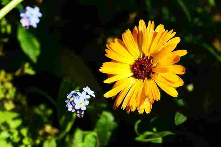 गुले अशर्फी (Pot Marigold)