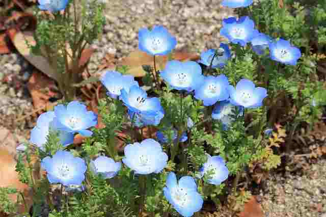 Nemophila Flower