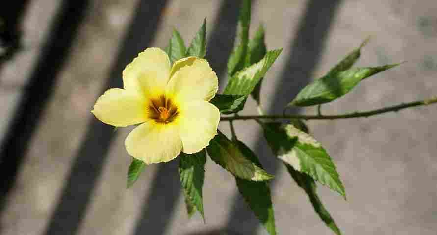 स्वर्णफूली (Yellow Flax)