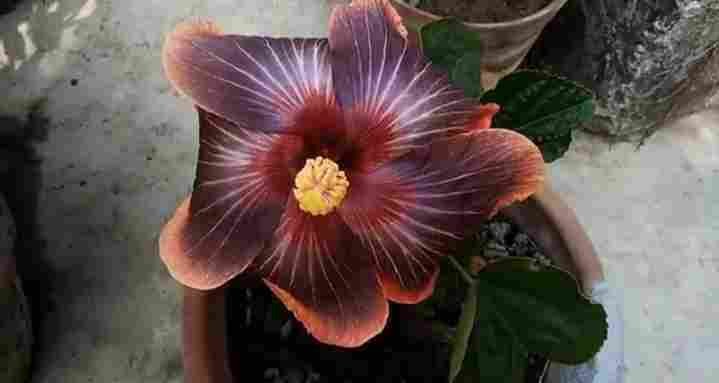 Black Hibiscus Flower