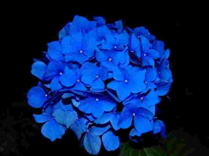 हाइड्रैन्जिया फूल (hydrangea flower) 