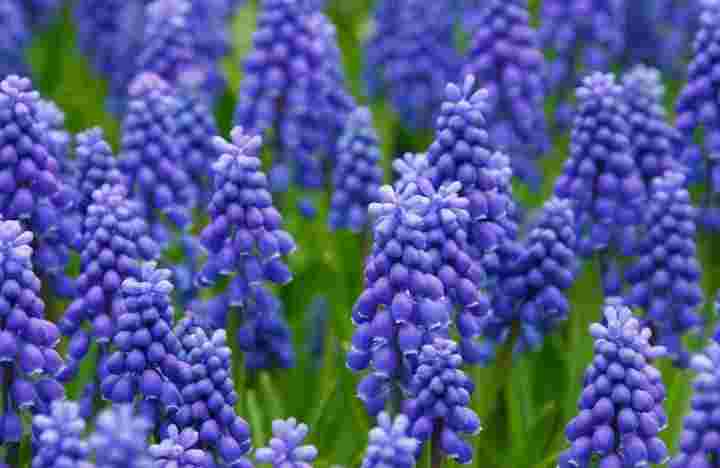 अंगूर जलकुंभी (Grape Hyacinth