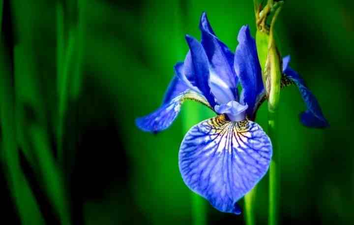 आईरिस फूल (Iris flower)