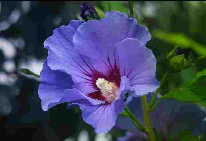 नीला गुड़हल का फूल (blue Hibiscus Flower)