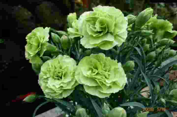 Green Carnation Flower