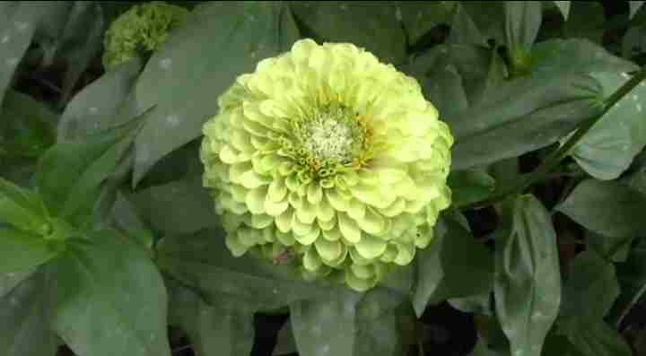 Green Zinnia Flower