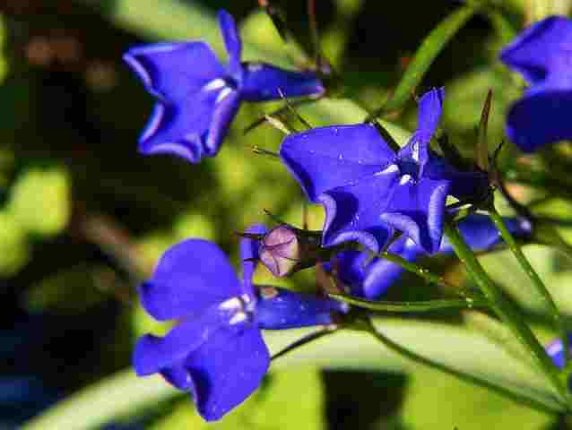 लोबेलिया फूल (Lobelia Flower)