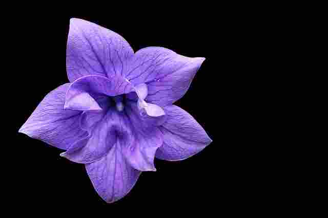 गुब्बारा फूल (Balloon Flower)