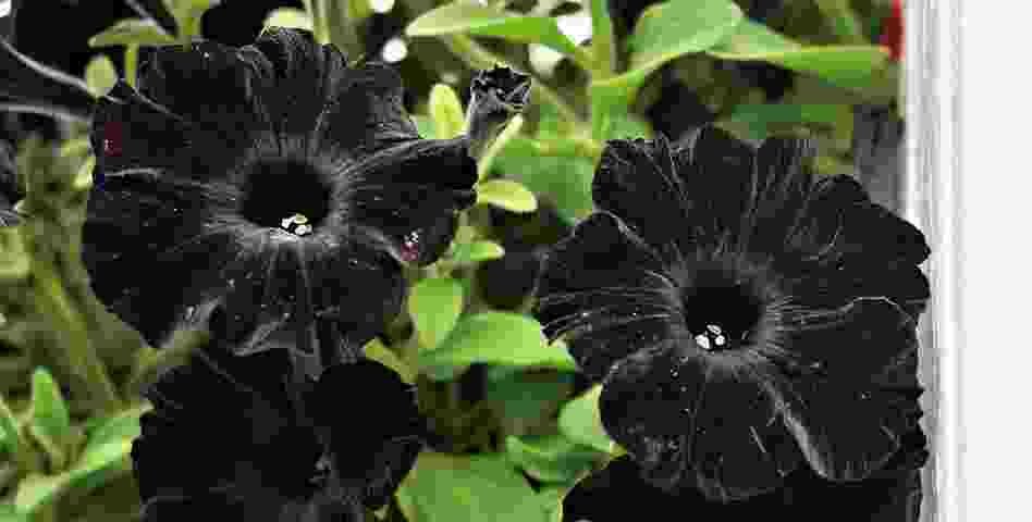 Black Petunia Flower