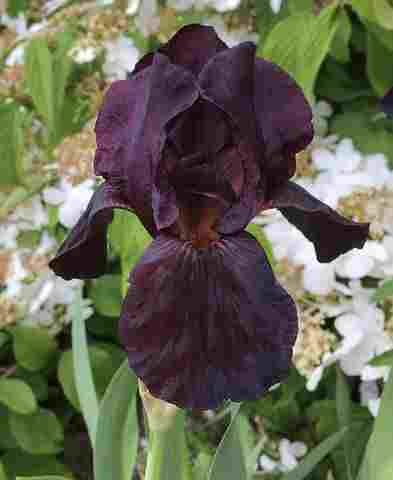 Black Iris flower