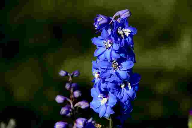 डेल्फिनियम फूल (Delphinium Flower)