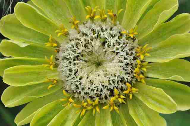 Green Dahlia Flower