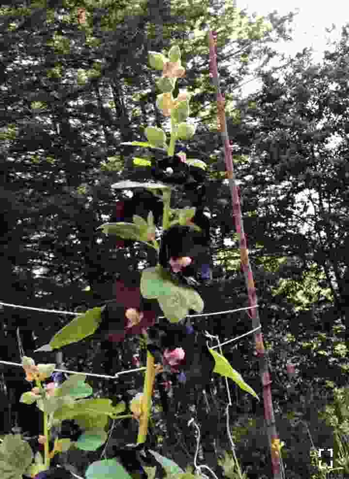 Black Holly Hock Flower